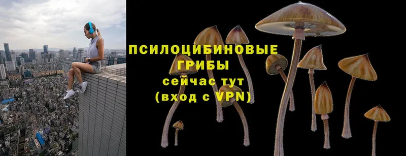 купить закладку  Конаково  kraken как войти  Галлюциногенные грибы Cubensis 